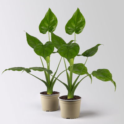 Alocasia 'Cucullata', Topf-Ø 17 cm, Höhe ca. 65 cm, 2 Pflanzen
