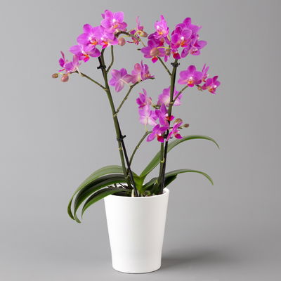 Schmetterlingsorchidee, inkl. Keramiktopf, dunkelrosa, Topf-Ø 12 cm, Höhe 50 cm Schmetterlingsorchidee, inkl. Keramiktopf, dunkelrosa, Topf-Ø 12 cm, Höhe 50 cm