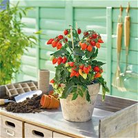 Snack-Tomatenpflanzen 'Plumbrella® F1' in gelb, orange und rot, inkl. Greenbar®