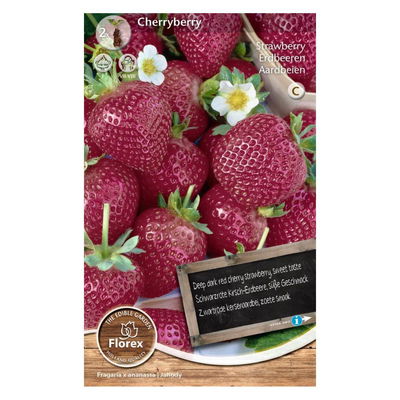 Erdbeeren Cherryberry, 2 Stück Erdbeeren Cherryberry, 2 Stück