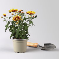Chrysantheme 'Ciao Rebel', rot-gelb, Topf-Ø 12 cm, 6 Pflanzen