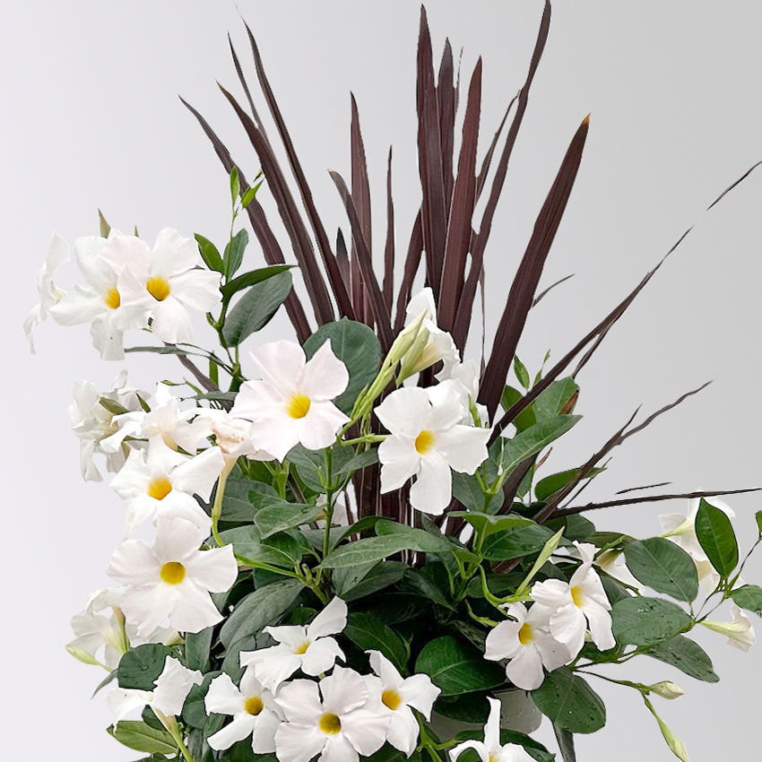 Mixtopf Dipladenia mit Keulenlilie, Farbe zufällig, Topf-Ø 26 cm