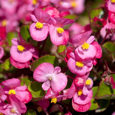 Grabbepflanzung Sommer weiß-rosa, 12 Pflanzen