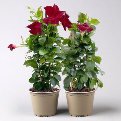 Dipladenie dunkelrot, Pyramide, Topf-Ø 14 cm, Höhe ca. 50 cm, 2 Pflanzen