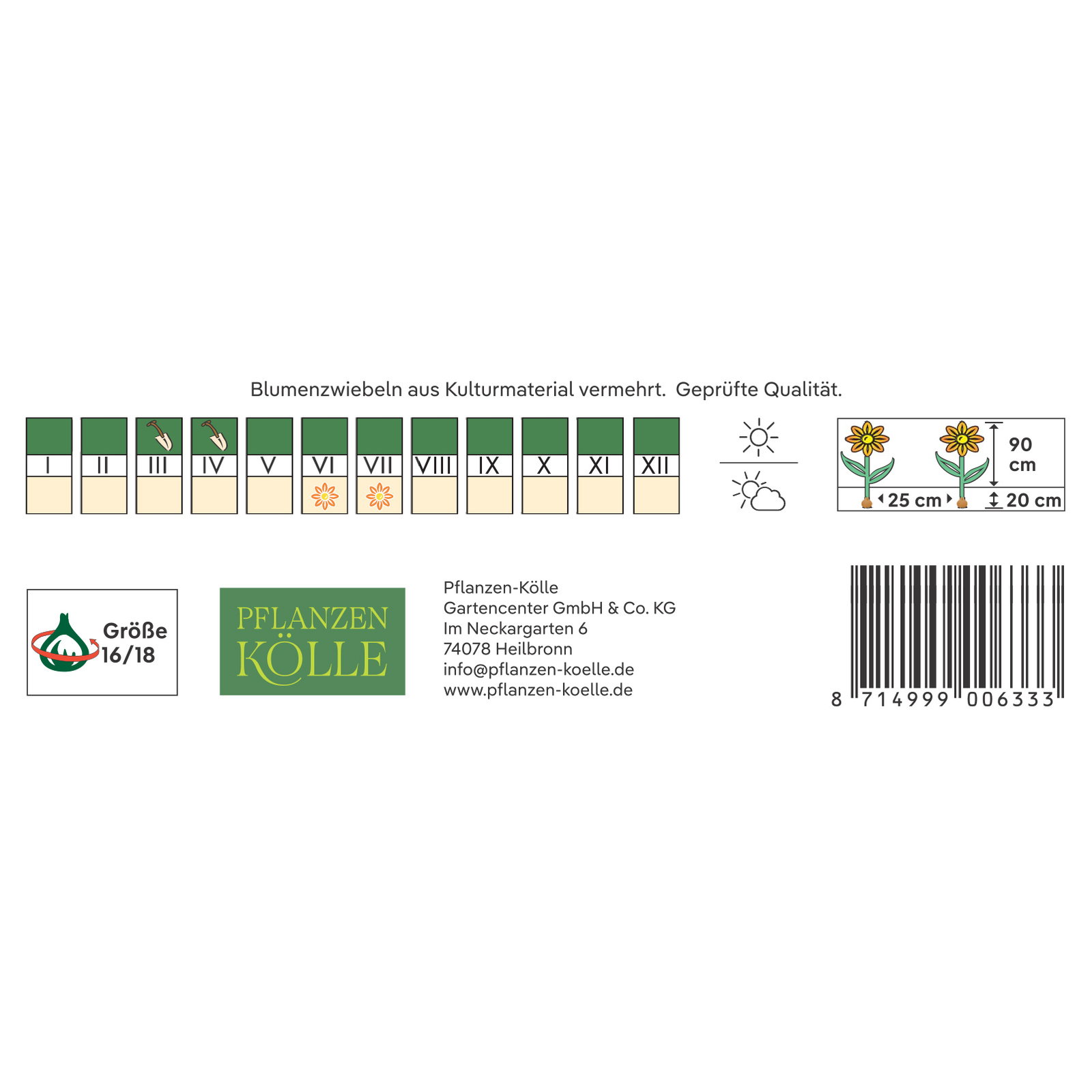 Kölles Beste Blumenknollen, Asiatische Lilie 'Lollypop'