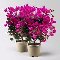 Bougainvillea, pink/lila, Spalier, Topf-Ø 17 cm, Höhe ca. 50 cm, 2 Pflanzen