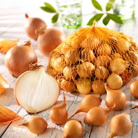 Steckzwiebeln Steckzwiebeln