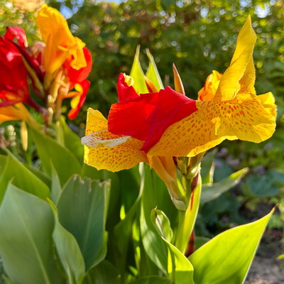 Canna 'Cleopatra', gelb-rot, Topf-Ø 17 cm, 2 Pflanzen Canna 'Cleopatra', gelb-rot, Topf-Ø 17 cm, 2 Pflanzen