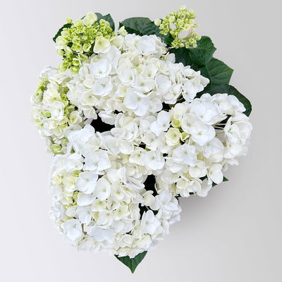 Hortensie Hovaria® 'Holibel' weiß, Topf-Ø 14 cm, Höhe ca. 40 cm