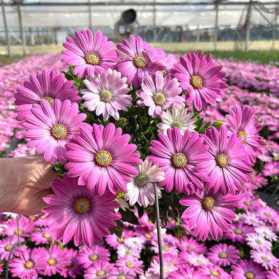 Kapkörbchen, Farbe zufällig, Topf-Ø 14 cm, 4 Pflanzen Kapkörbchen, Farbe zufällig, Topf-Ø 14 cm, 4 Pflanzen