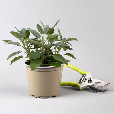 Sunny Herbs® Salbei großblättrig, Topf-Ø 14cm, 6 Pflanzen
