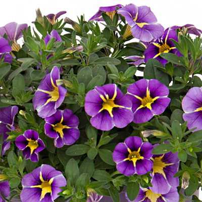 Zauberglöckchen, blau gesternt, Ampeltopf-Ø 27 cm