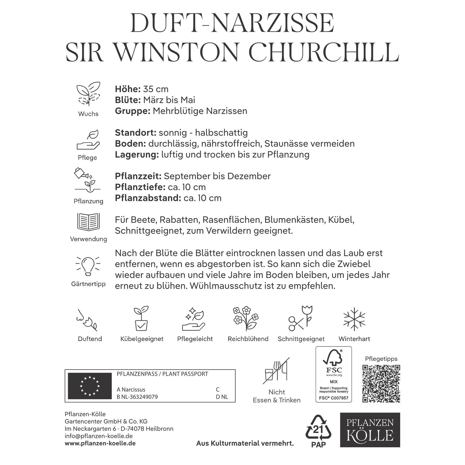 Gefüllte Narzissen Sir Winston Churchill weiß, 5 Blumenzwiebeln