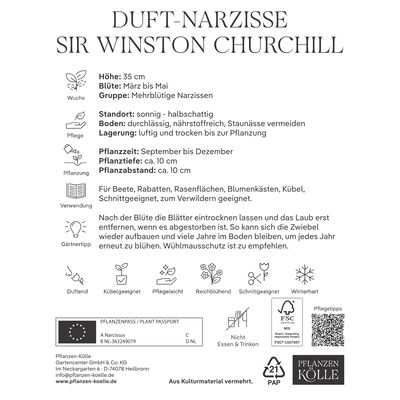 Gefüllte Narzissen Sir Winston Churchill weiß, 5 Blumenzwiebeln