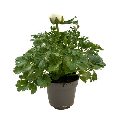 Ranunkel, Farbe zufällig, Topf-Ø 10,5 cm, 6 Pflanzen