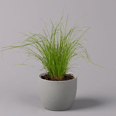 Katzengras ungespritzt, Topf-Ø 12 cm, 6er-Set