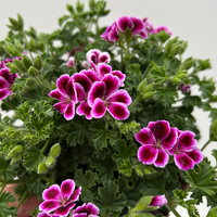 Geranie 'Angel® Nina®', rosa-bordeaux, Topf-Ø 12cm, 6 Pflanzen