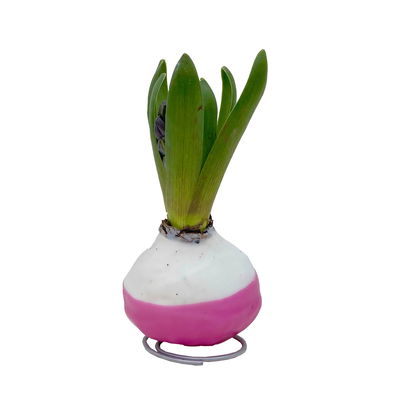 Hyazinthe in Wachs Pink Mix, pink mit Muster, 4 Stück Hyazinthe in Wachs Pink Mix, pink mit Muster, 4 Stück