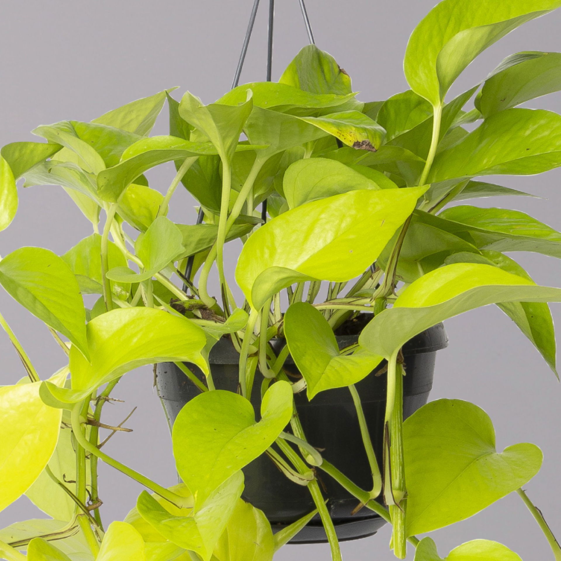 Efeutute 'Golden Pothos' in Blumenampel, TopfØ 15 cm online kaufen