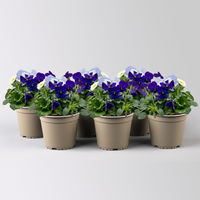 Frühlingmix, blau, Topf-Ø 13 cm, 6 Pflanzen