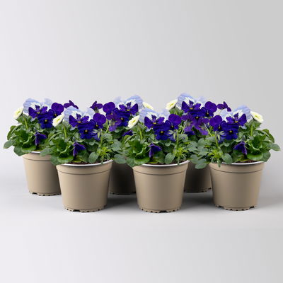 Frühlingmix, blau, Topf-Ø 13 cm, 6 Pflanzen