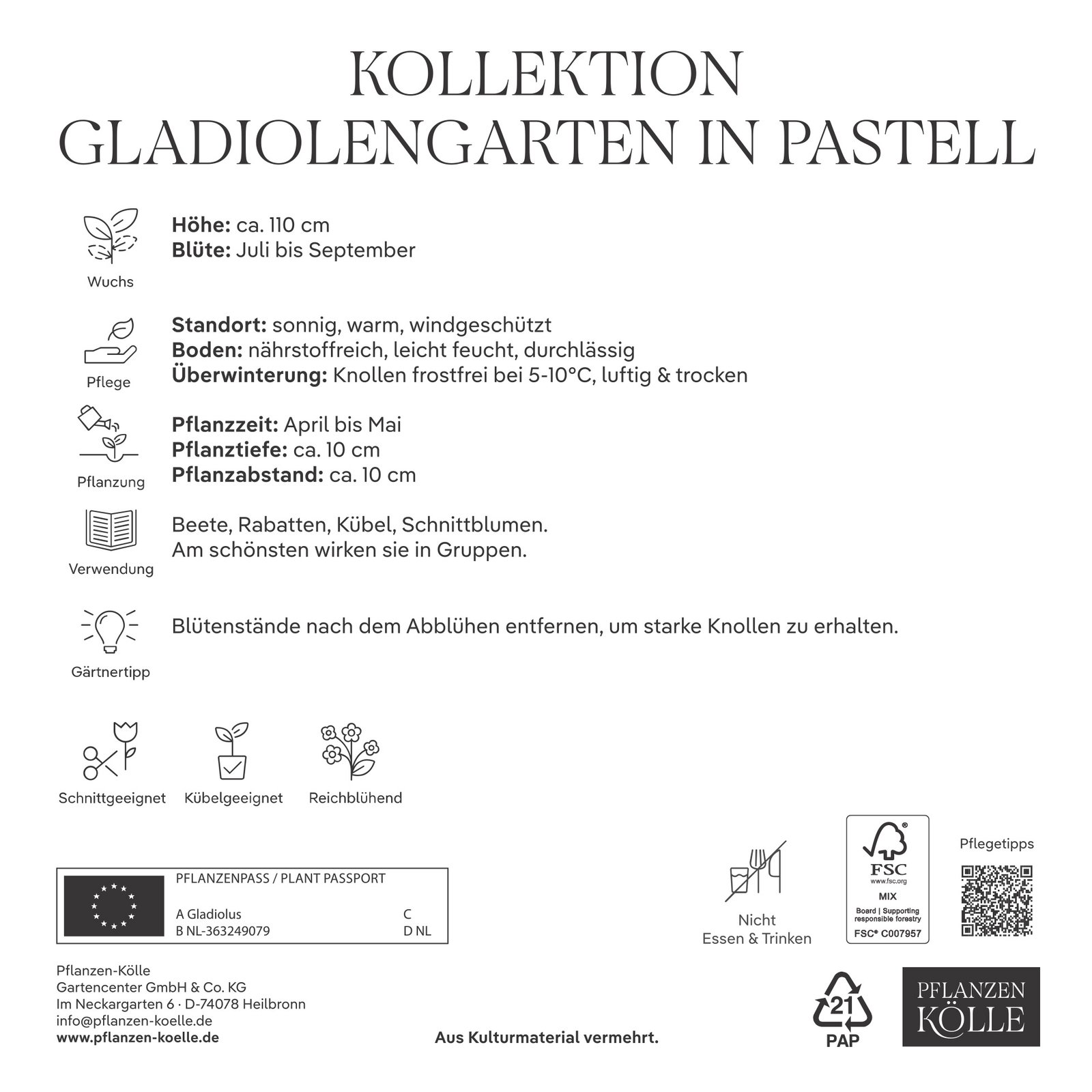 Kölles Beste Gladiolengarten in Pastell, 25 Blumenknollen Kölles Beste Gladiolengarten in Pastell, 25 Blumenknollen