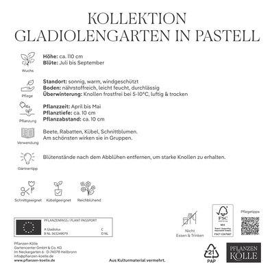 Kölles Beste Gladiolengarten in Pastell, 25 Blumenknollen Kölles Beste Gladiolengarten in Pastell, 25 Blumenknollen