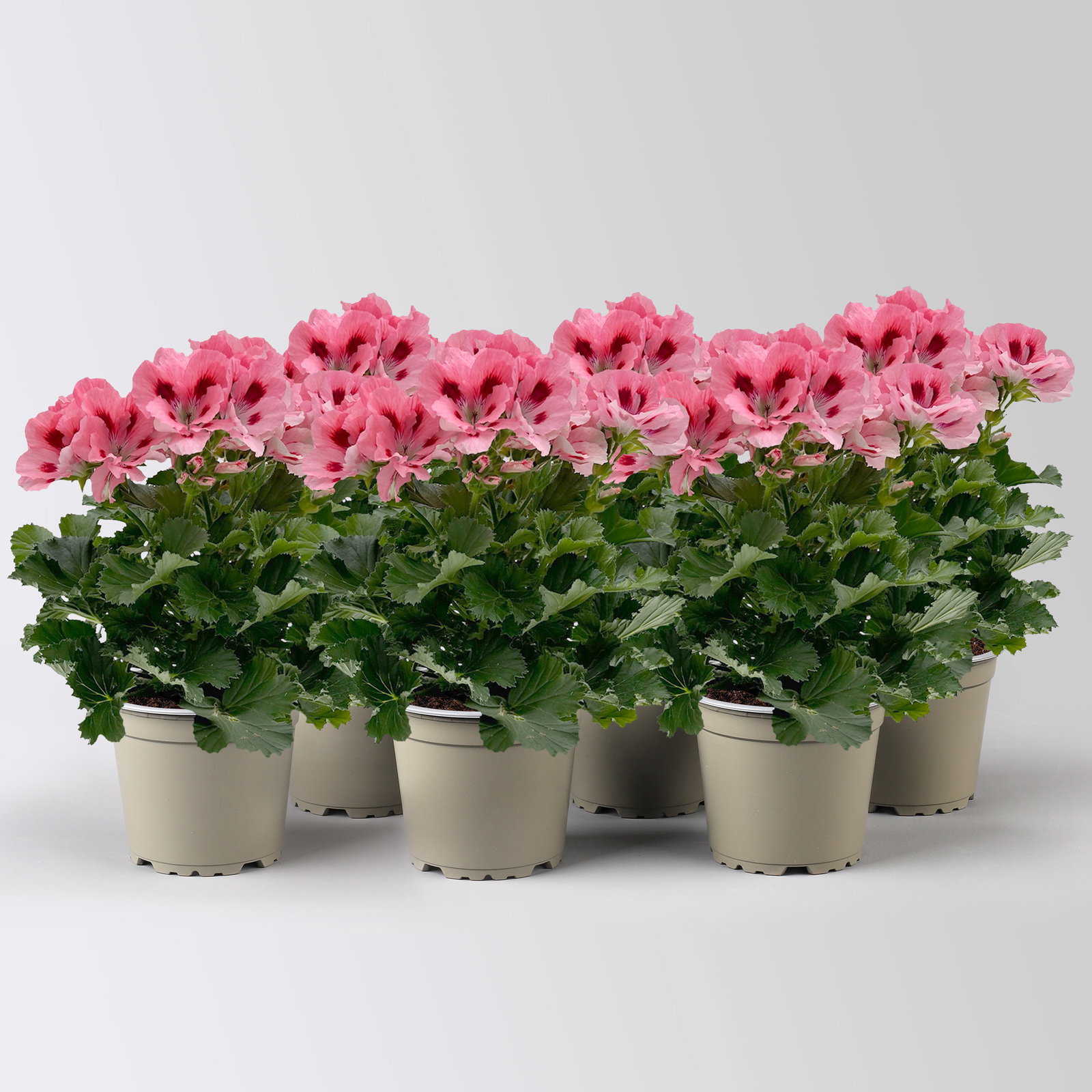 Edelgeranie Bella Donna® 'Don Flamingo®', rosa-rot, Topf-Ø 12 cm, 6 Pflanzen Edelgeranie Bella Donna® 'Don Flamingo®', rosa-rot, Topf-Ø 12 cm, 6 Pflanzen