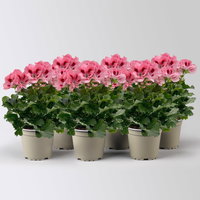 Edelgeranie Bella Donna® 'Don Flamingo®', rosa-rot, Topf-Ø 12 cm, 6 Pflanzen Edelgeranie Bella Donna® 'Don Flamingo®', rosa-rot, Topf-Ø 12 cm, 6 Pflanzen