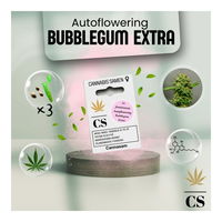 Cannabis Saatgut Hanf 'Autoflowering Bubblegum Extra'