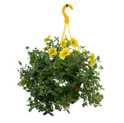 gemischte Sommerblumen-Ampel, gelb, Ampeltopf 27 cm Ø