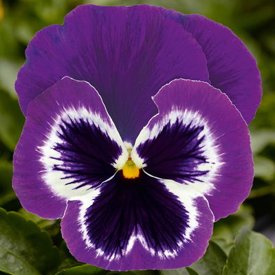 Stiefmütterchen, zweifarbig, Sorte zufällig, Topf-Ø 13 cm, 6 Pflanzen