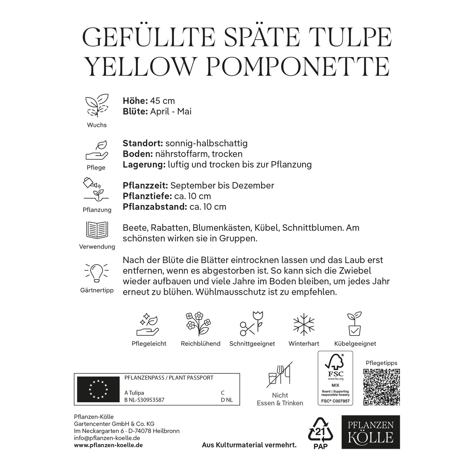 Kölles Beste Tulpe 'Yellow Pomponette®', gelb, 7 Blumenzwiebeln