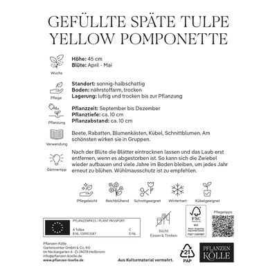 Kölles Beste Tulpe 'Yellow Pomponette®', gelb, 7 Blumenzwiebeln