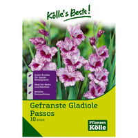 Gefranste Gladiole Passos / lila, Größe 12/14, 10 Blumenknollen