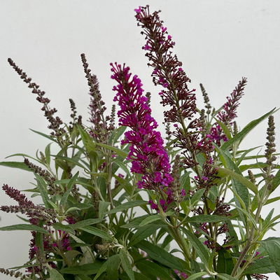 Schmetterlingsflieder 'Butterfly Tower'(S), magenta, Höhe ca. 30cm, 5 Liter Topf Schmetterlingsflieder 'Butterfly Tower'(S), magenta, Höhe ca. 30cm, 5 Liter Topf