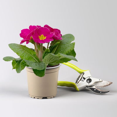 Pflanzen-Set Frischer Frühling, 12 Pflanzen inkl. Erde