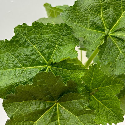 Stockrose, gelb, Topf-Ø 13 cm, 6 Pflanzen