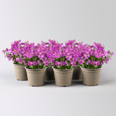 Garten-Gänsekresse, pink, Topf-Ø 13 cm, 6 Pflanzen