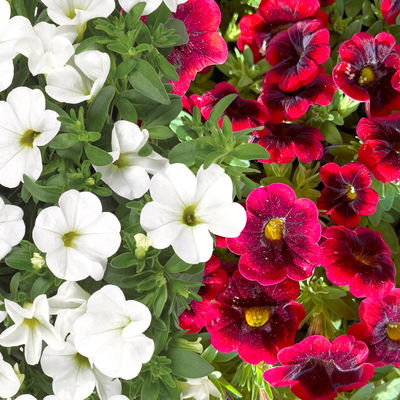 Zauberglöckchen 'Duo', rot-weiß, Topf-Ø 14 cm, 4 Pflanzen