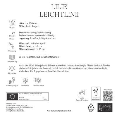 Kölles Beste XXL Lilien 'Leichtlinii', 2 Blumenknollen