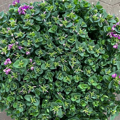 Kreuzblume 'Bibi Pink', rosa-violett, Topf-Ø 24 cm