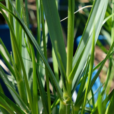 Bio Pampasgras 'Sunnigdale Silver' silber-weiß, Topf 5 Liter