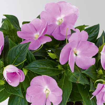 Edellieschen, flieder, Topf -Ø 12 cm, 6 Pflanzen Edellieschen, flieder, Topf -Ø 12 cm, 6 Pflanzen