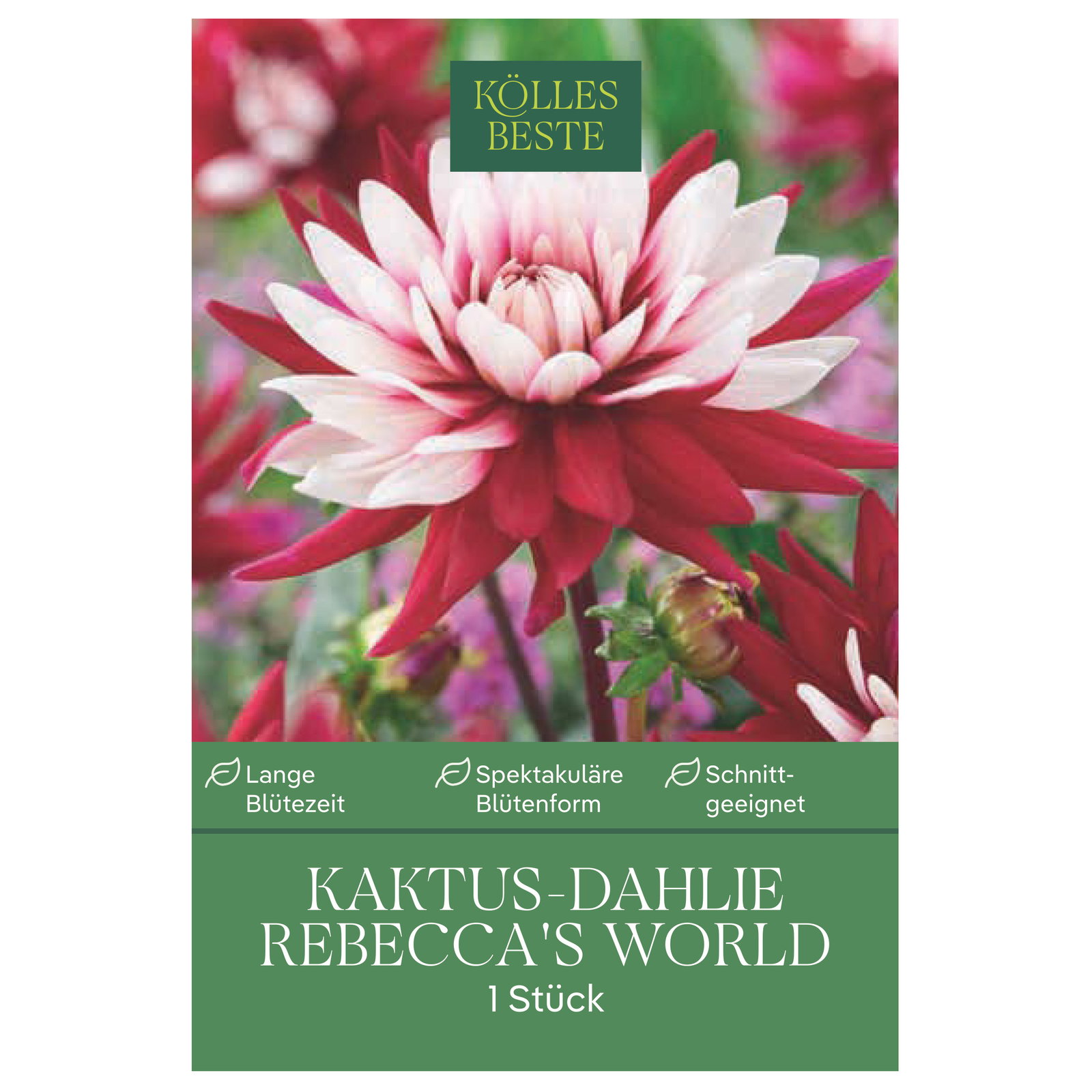 Kölles Beste Kaktus-Dahlie 'Rebecca's World' rot/weiß, 1 Blumenknolle
