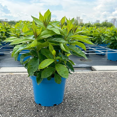 Kölles Beste Flammenblume 'Adessa® Rose Eye', 3 Liter Topf