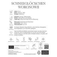 Schneeglöckchen, Galanthus Woronowii, 50 Blumenzwiebeln