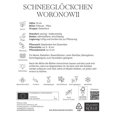 Schneeglöckchen, Galanthus Woronowii, 50 Blumenzwiebeln Schneeglöckchen, Galanthus Woronowii, 50 Blumenzwiebeln