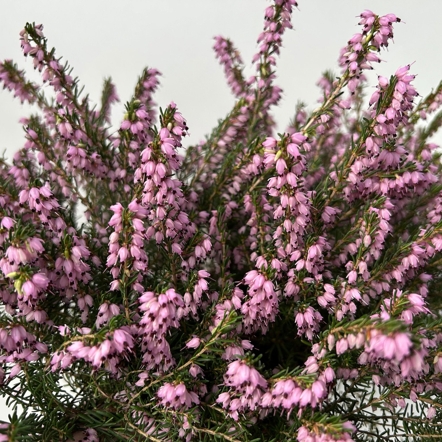 Winterheide, rosa, Topf-Ø 13 cm, 6 Pflanzen