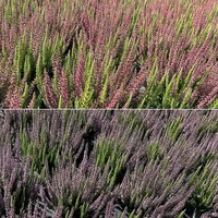 Calluna 'Beauty Ladies® Mintberry', rot/lila mit mint, Topf-Ø 13 cm, 3 Pflanzen